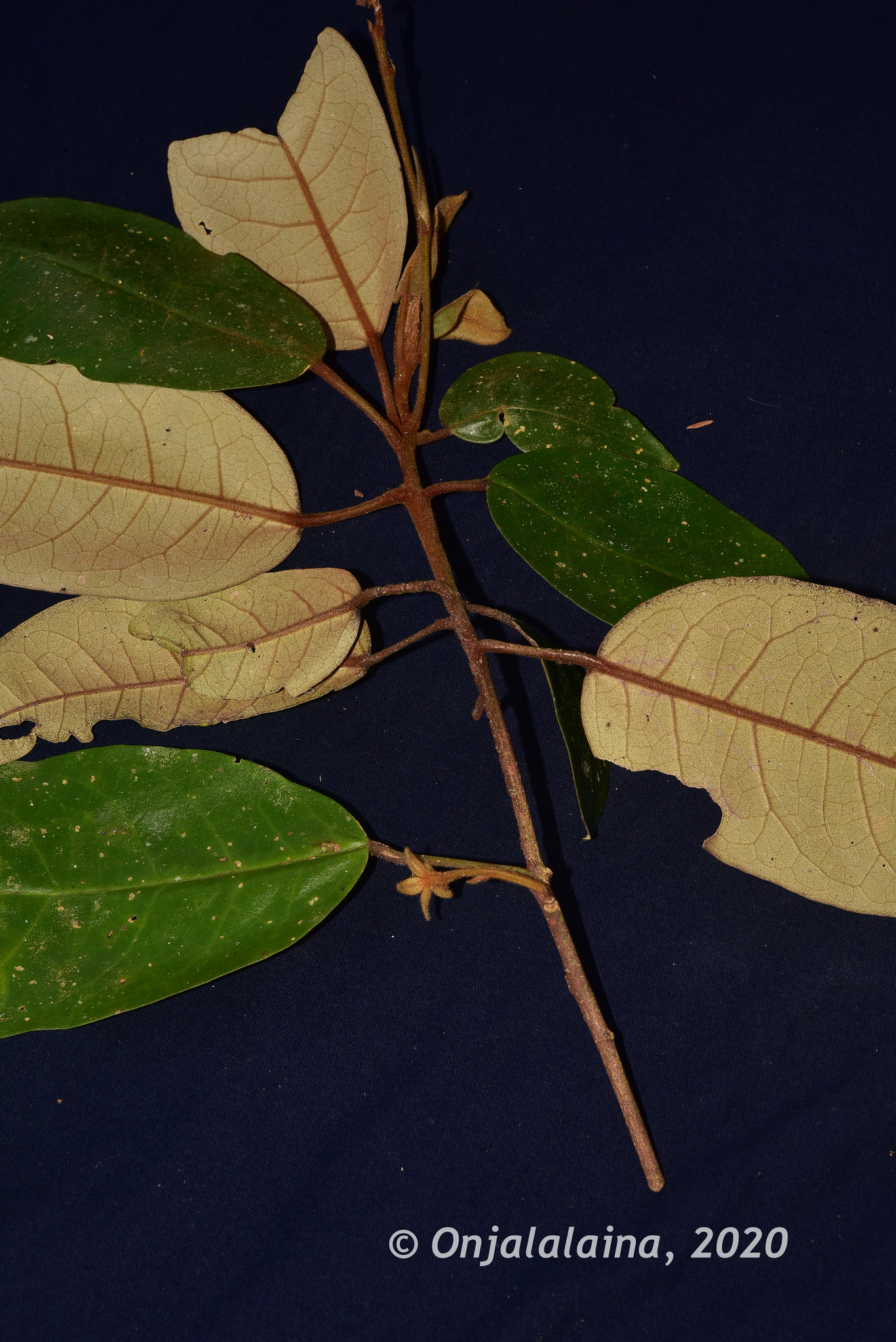 Croton bracteatus