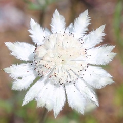 Actinotus leucocephalus