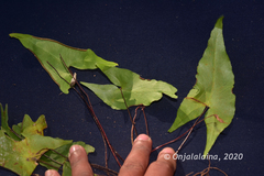 Adiantum phanerophlebium image