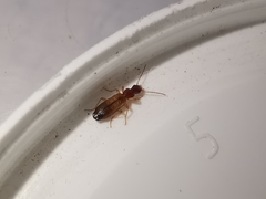 Paradromius linearis