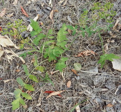 Pastinaca sativa sylvestris
