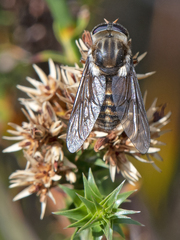 Scaptia jacksonii
