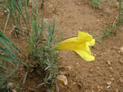 Cymbaria daurica