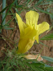 Cymbaria daurica