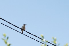 Todiramphus sanctus sanctus