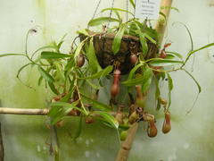 Nepenthes alata