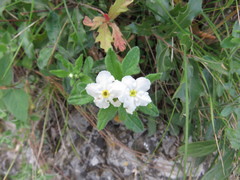 Lithospermum calcicola