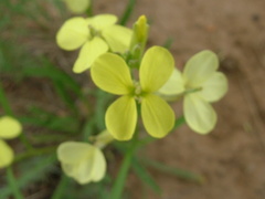 Erysimum flavum