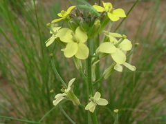 Erysimum flavum