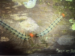 Lepidoptera
