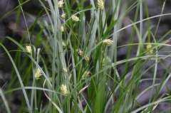 Carex tuckermanii
