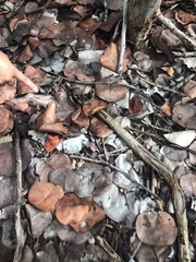 Sphaerodactylus macrolepis