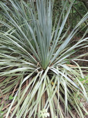 Dasylirion berlandieri