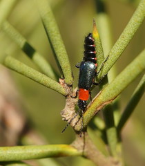 Carphurus cyanopterus