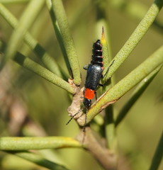 Carphurus cyanopterus