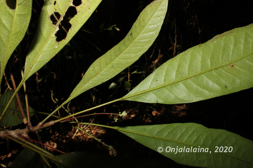 Argomuellera pumila image