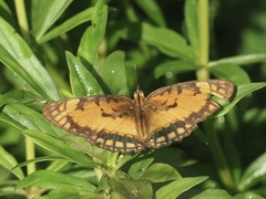 Byblia anvatara