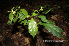 Rinorea pauciflora image