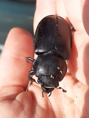 Lucanus cervus