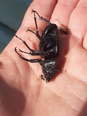 Lucanus cervus