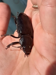 Lucanus cervus
