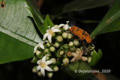 Epixanthis novempunctata