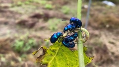 Chrysochus chinensis