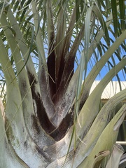 Dypsis decaryi