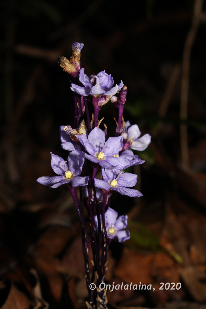 Earth Irises