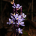 Earth Irises - Photo (c) Guy Eric Onjalalaina, some rights reserved (CC BY-NC), uploaded by Guy Eric Onjalalaina