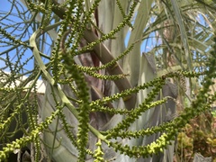 Dypsis decaryi