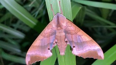 Marumba gaschkewitschii