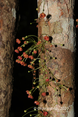 Wielandia platyrachis image