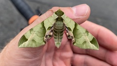 Callambulyx tatarinovii