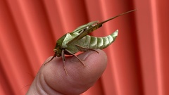 Callambulyx tatarinovii