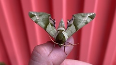 Callambulyx tatarinovii