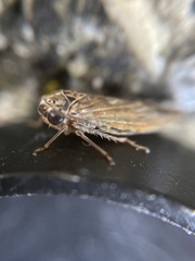 Idiocerus stigmaticalis