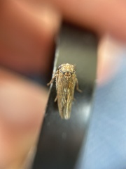 Idiocerus stigmaticalis