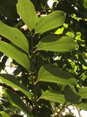 Cinnamomum osmophloeum