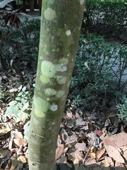 Cinnamomum osmophloeum