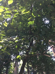 Cinnamomum osmophloeum