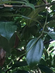 Cinnamomum osmophloeum