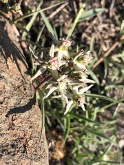 Asclepias gibba gibba