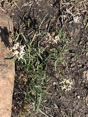 Asclepias gibba gibba
