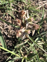 Asclepias gibba gibba