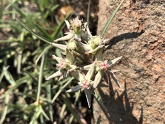 Asclepias gibba gibba
