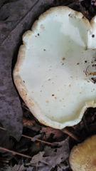 Albatrellus subrubescens