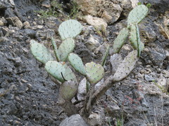 Opuntia cacanapa