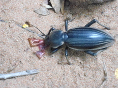 Chiliarchum bertolonii