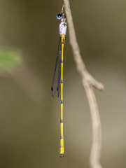 Synlestes tropicus